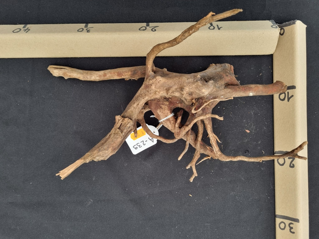 Racine araignée A-239