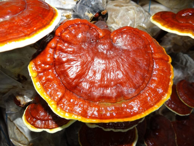 Reishi capsule