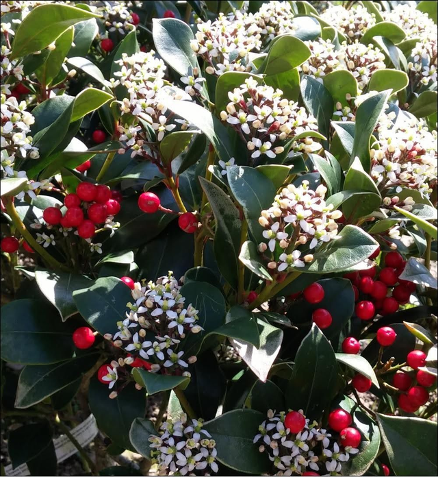Skimmia Japonica - 1ltr pot