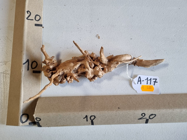 Racine araignée A-117