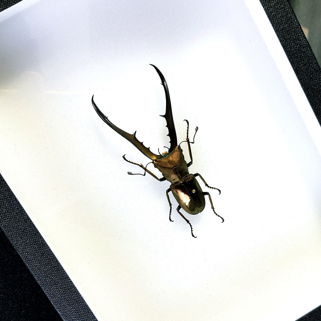 Cyclommatus metallifer finae