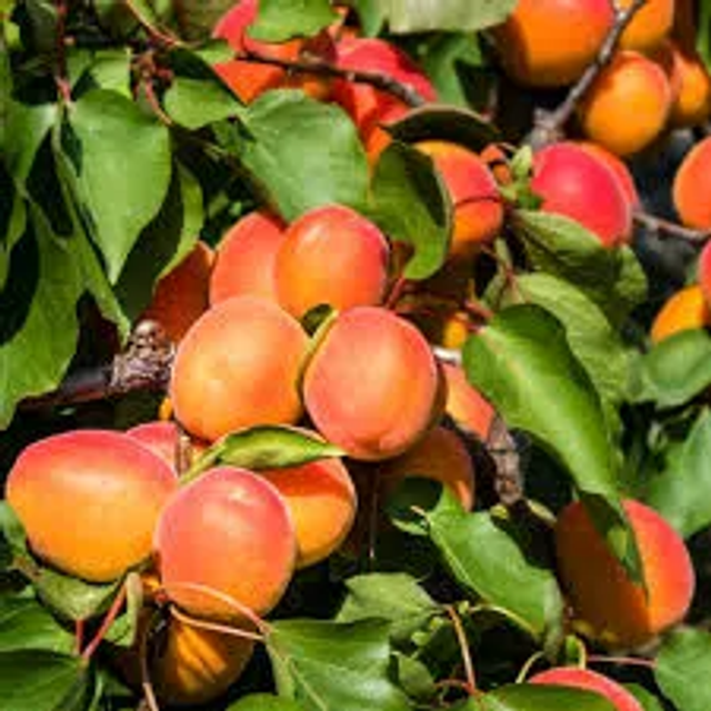 ABRICOTIER Peche nancy