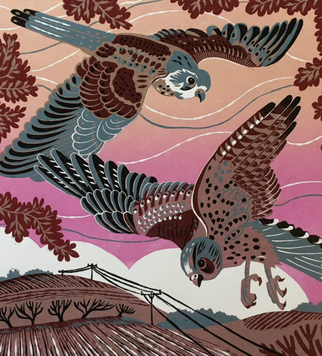 Kestrels Near Harboro Rocks