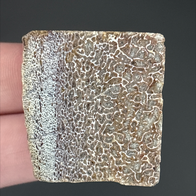 Atlasaurus Bone Fragment 