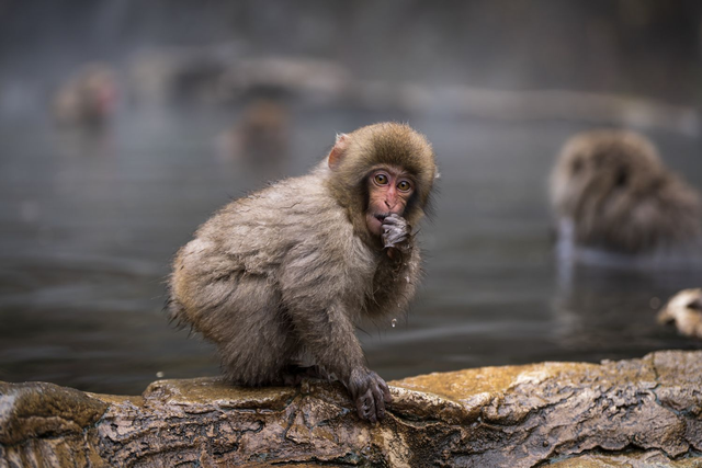 Snow Monkeys - Baby