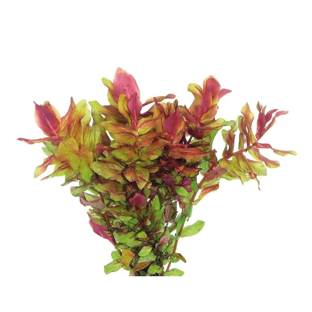 Easygrow rotala macrandra 8715897322754