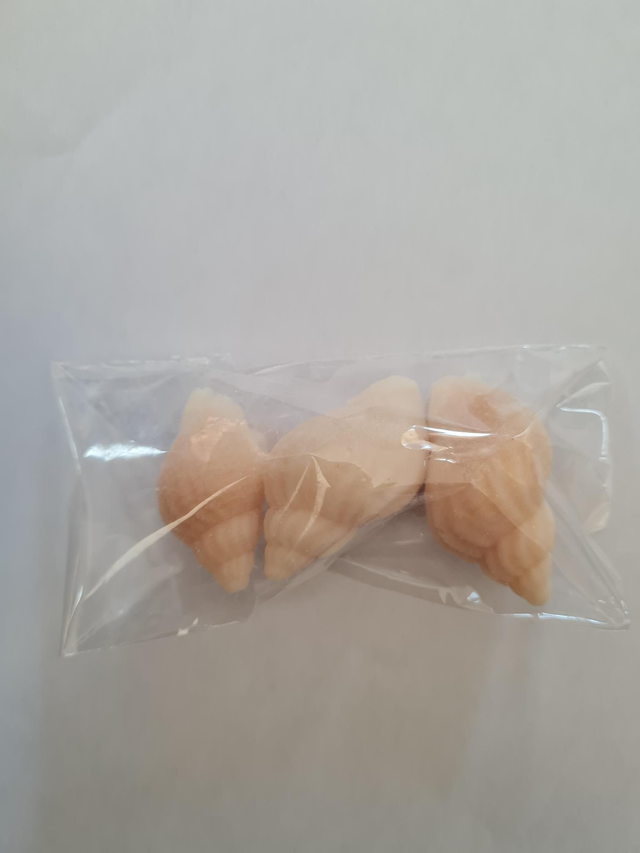Sea Shells
