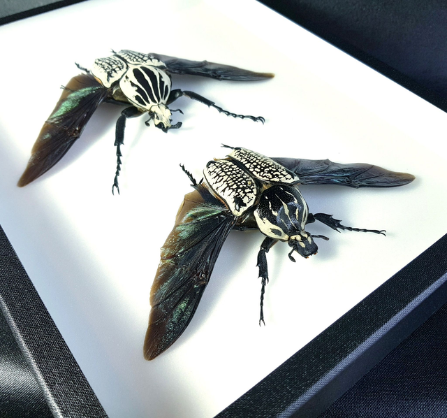 Goliathus goliathus meleagris (couple)