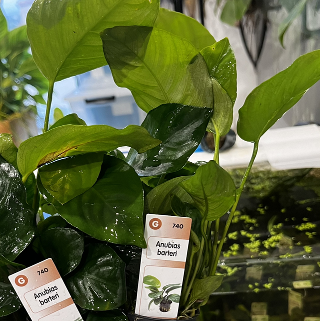 Anubias Barteri 