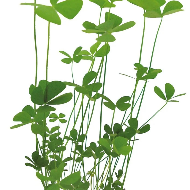 Easygrow Marsilea Crenata 8715897322631