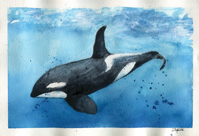 Original / Orca No.2 - Spendenbild