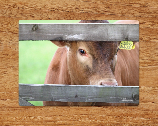 "Peeka Moo" Glass Worktop Saver  