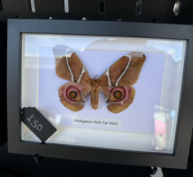 Bulls Eye Moth