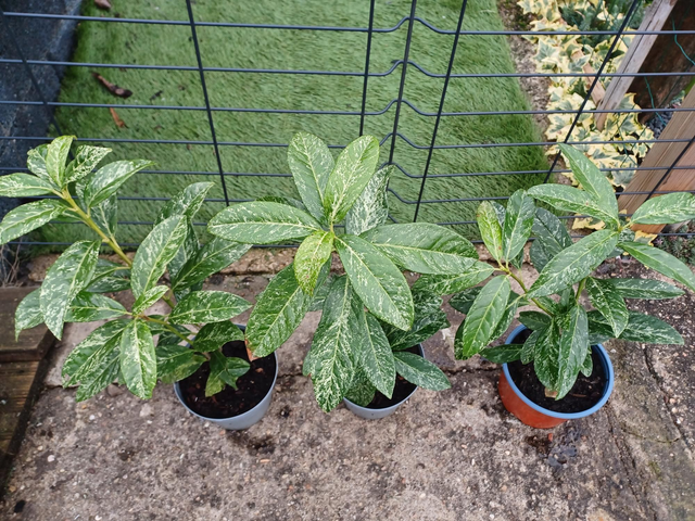 Prunus Marble White pot 15cm