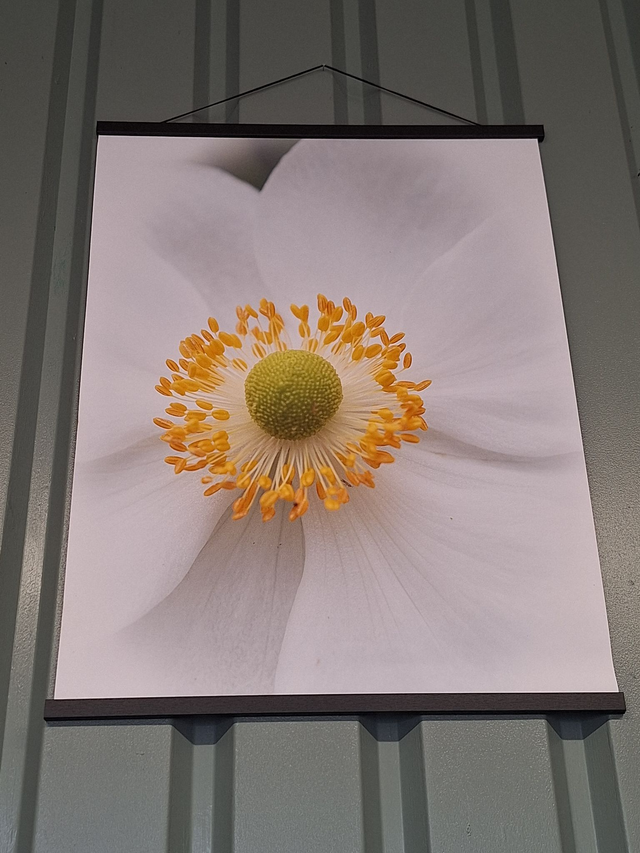 Anemone flower poster print with magnetic picture hanger.