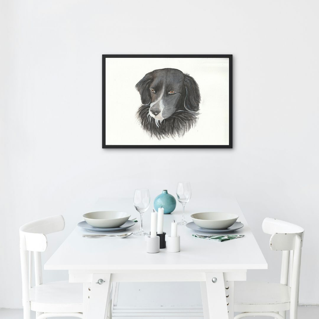Chien -  Border collie