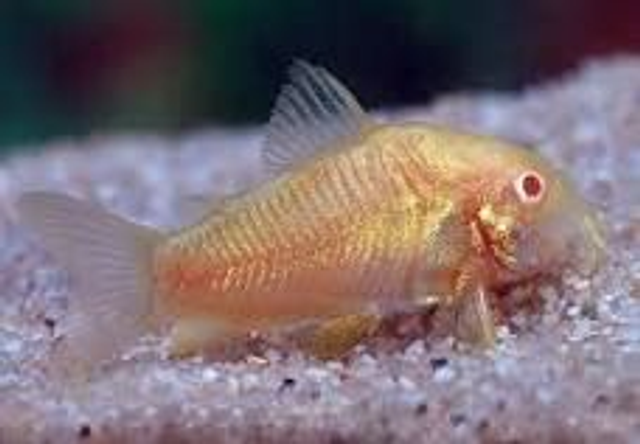 Corydoras (paleatus Albino) (2.0 - 2.5)