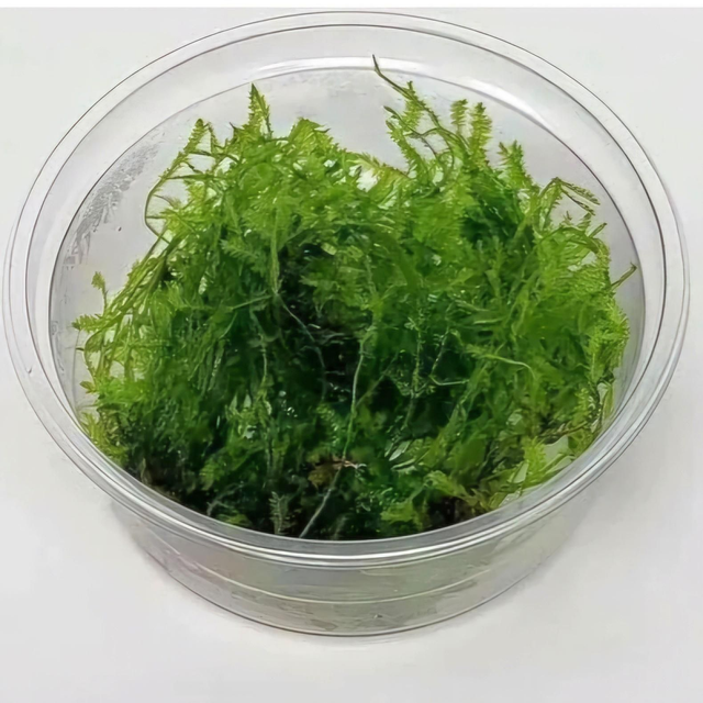 Taxiphyllum Barbieri in cup 8946005309460