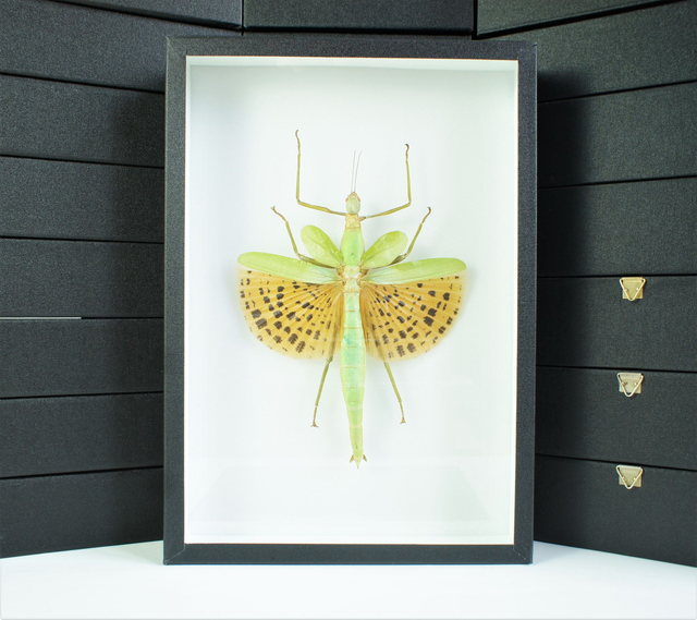 Paracyphocrania major 