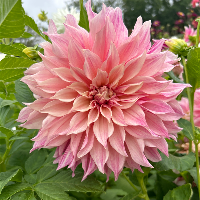 Cafe Au Lait Royal 180