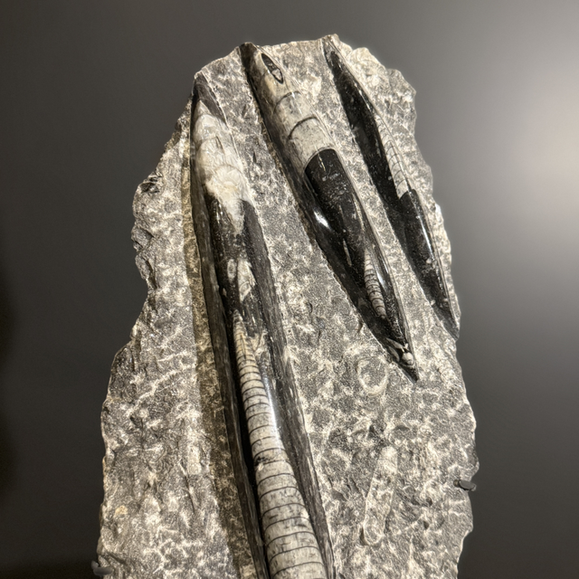 Orthocéras sur socle 002