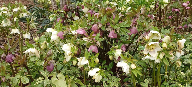 Hellebore