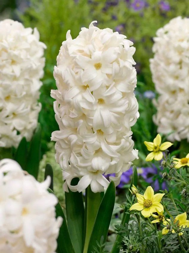 Jacinthe Carnegie – Grandes fleurs blanches parfumées