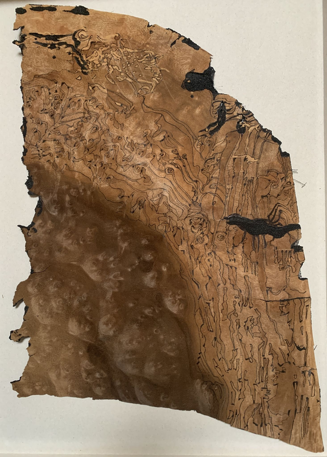 Encre sur loupe d'orme - 28 x 42 cm - 2025