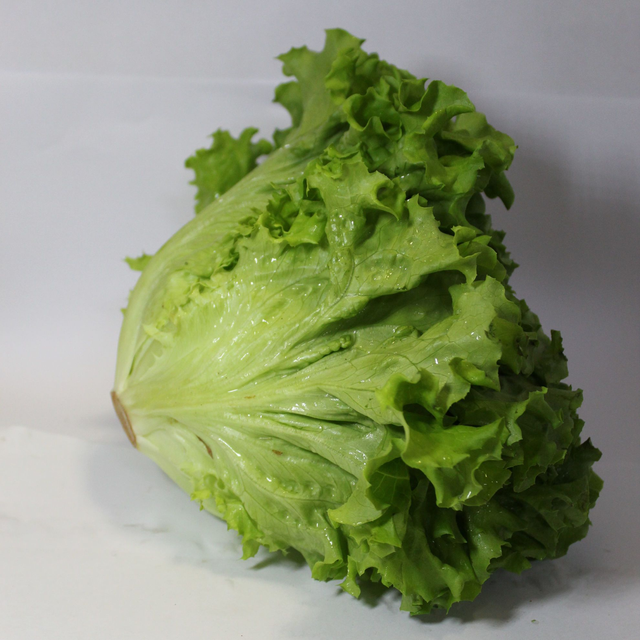 INSALATA GENTILINA 1PEZZO