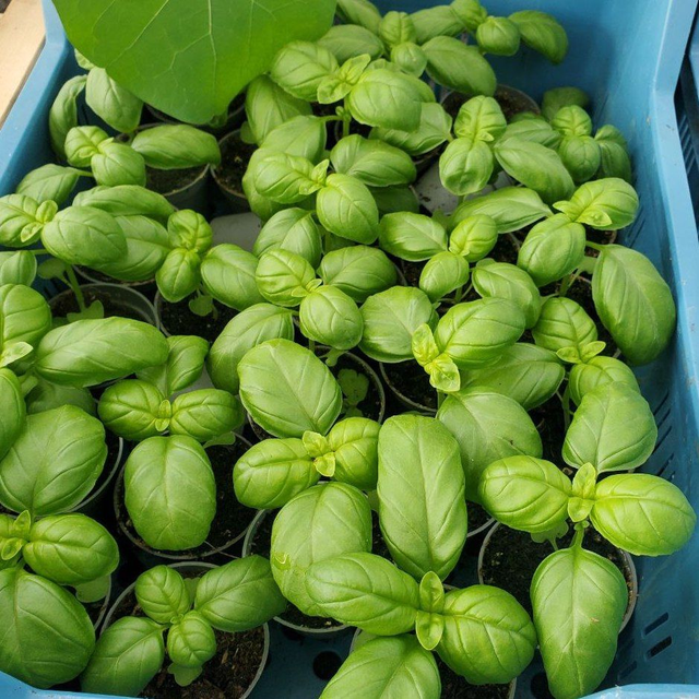 Basilic Grand Vert (Genovese)