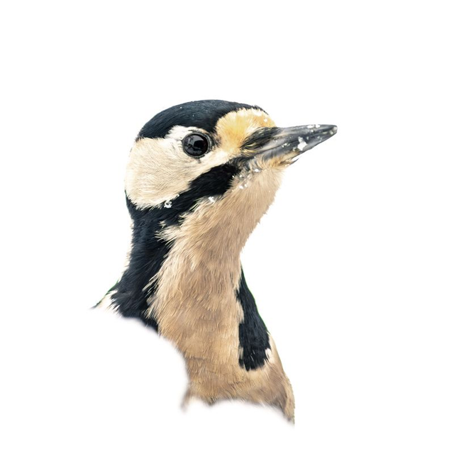 LM-003 - Pic épeiche