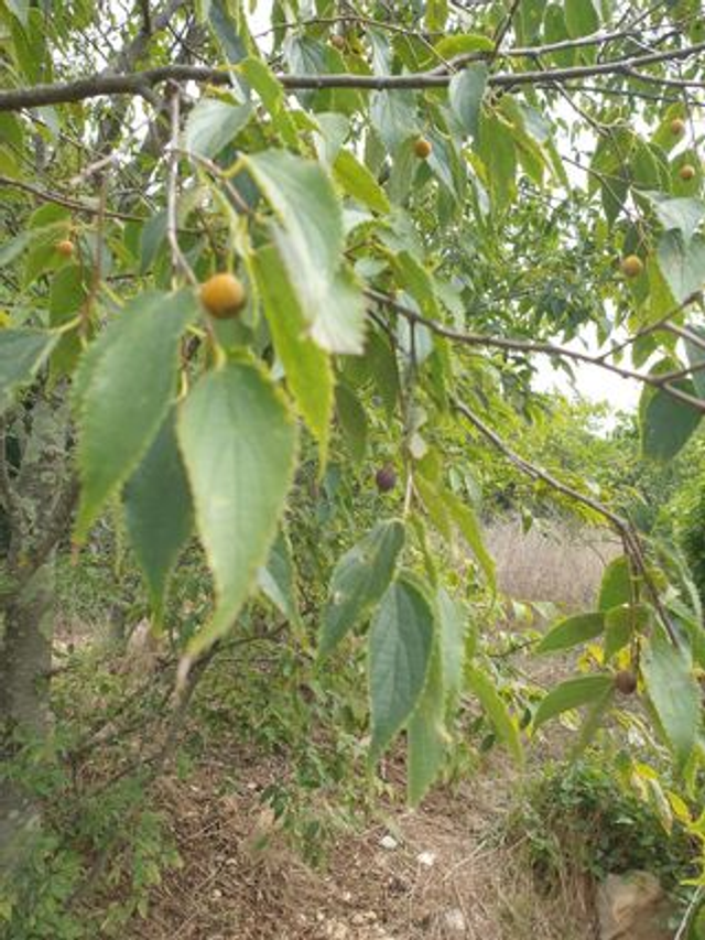 Micocoulier (Celtis australis) - Végétal local