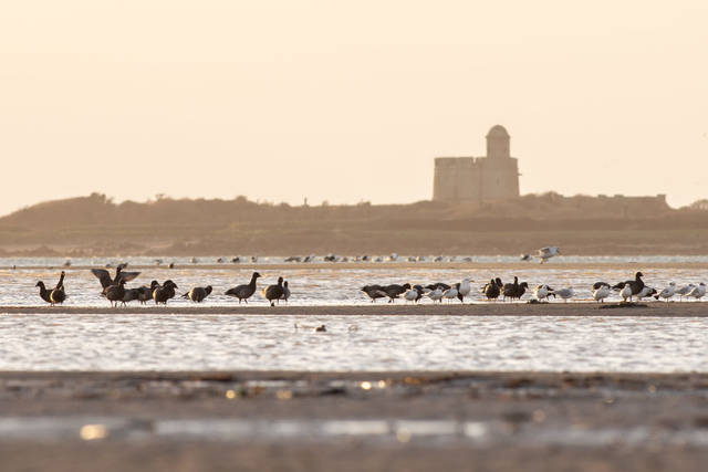 Bernaches et Tatihou