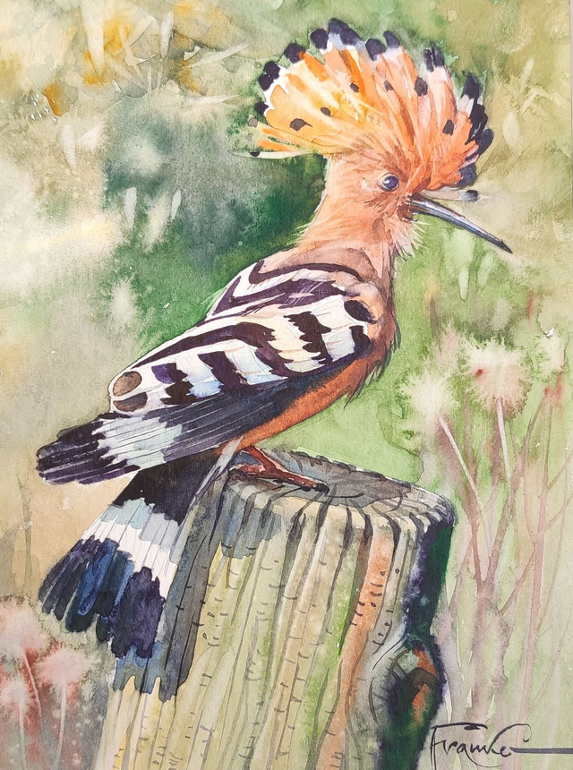 Dudek, 35x28 (24x18 w świetle passe-partout) akwarela 2025