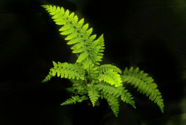 Polystichum setiferum 'Wollastonii' 9cm 