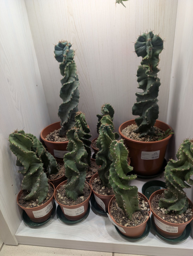 Cereus forbesii Spiralis Spiralkaktus