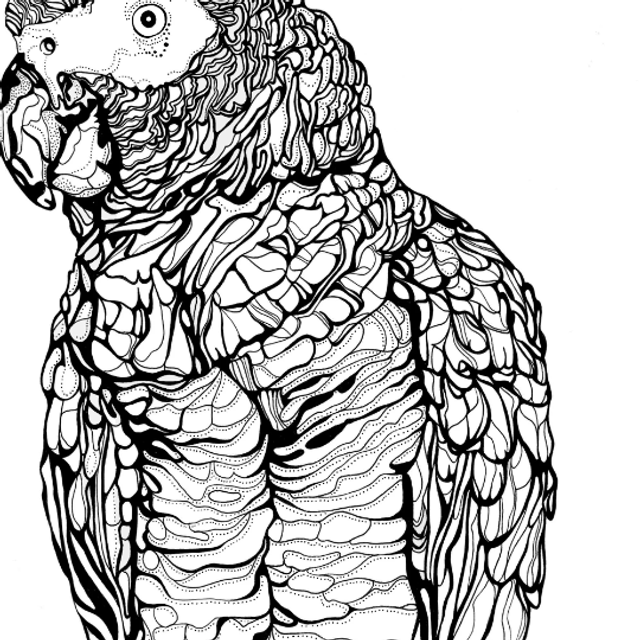B&W A3 print - parrot