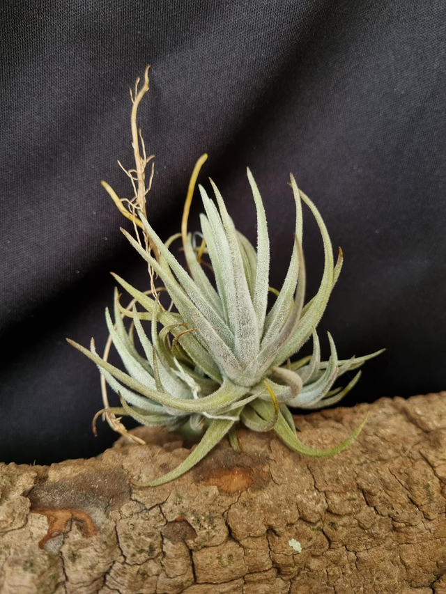 Tillandsia cardenasii
