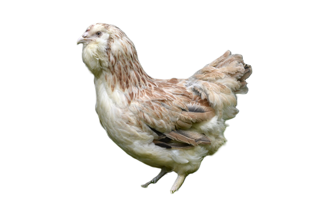 Pondeuse Faverolle pure race