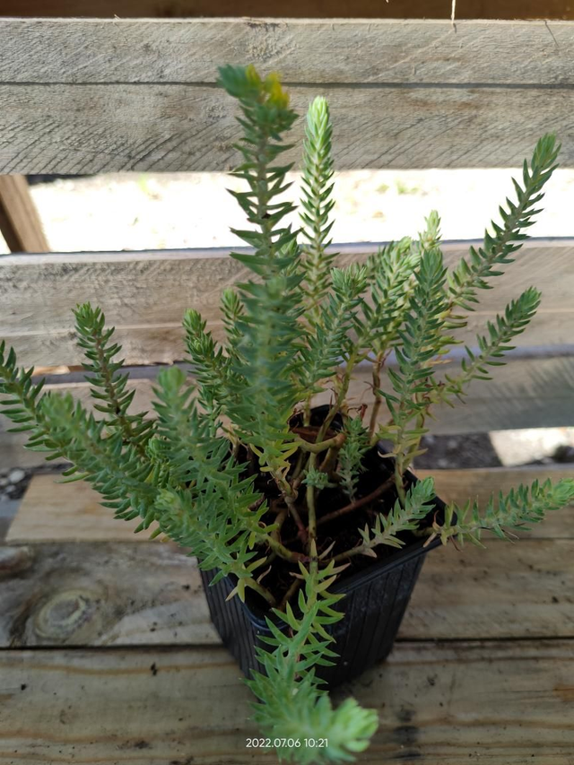 Sedum 'Blue Carpet' - Godet9