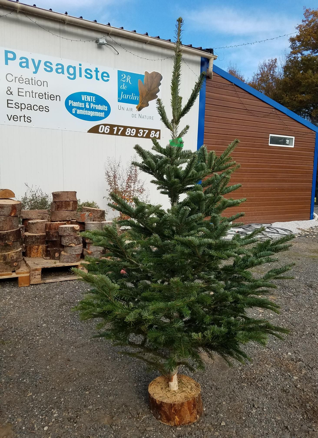 NORDMANN COUPÉ 150/200