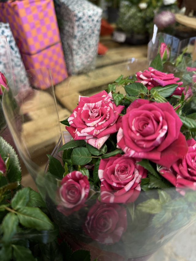 Rosier Harlequin panaché