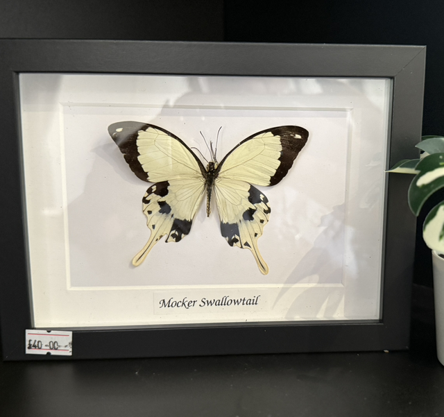 Mocker Swallowtail