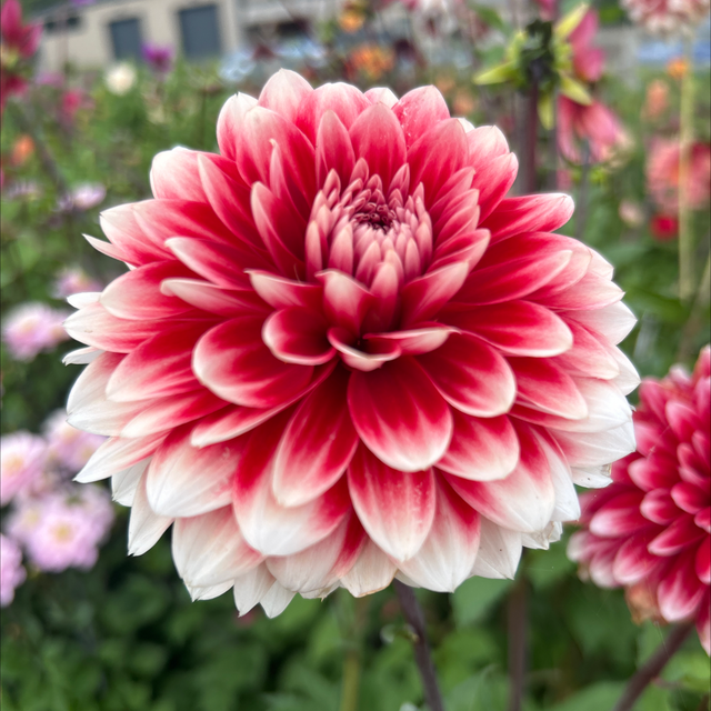 Red and White Fubuki  334