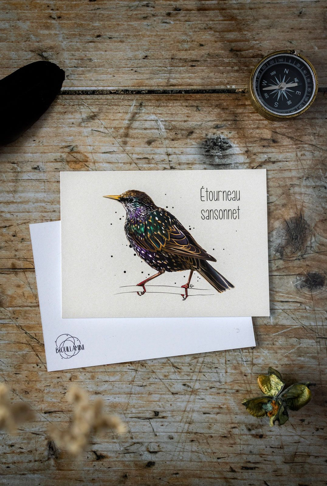 ÉTOURNEAU SANSONNET- Carte format A6 