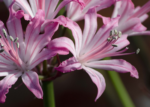 N. Pink Distinction - Nerine Sarniensis
