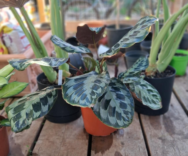 B90 . Calathea Makoyana vaso 22