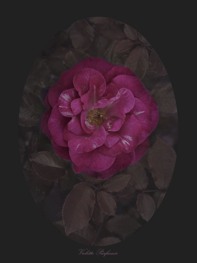 Rose Vilolette parfumée