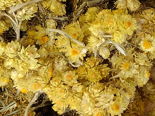 Savon Immortelle & Safran