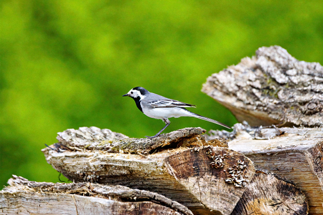 Bergeronnette sur un tas de buches